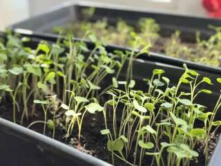 ������ �����